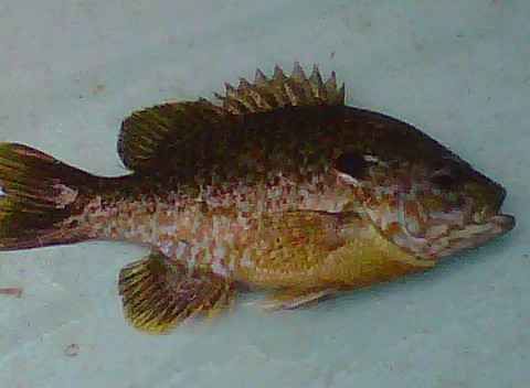 Attached picture other fish.jpg